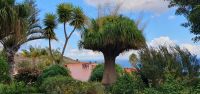 im Garten der Quinta Splendida in Canico