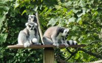 Lustige Katta Lemuren im Jersey Zoo