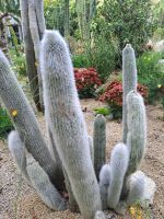 Kakteen Insel Mainau