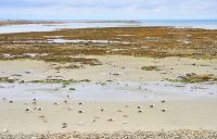 Perelle Bay an der Nordwestküste von Guernsey