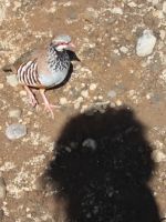 Felsenhuhn