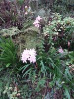 entlang der Levada