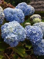 Hortensienpracht