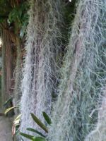 im Garten der Orchideen