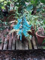 bizarre Formen und Farben