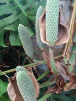 eine Orchidee verblüht