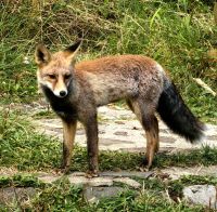 Schöner Fuchs, der uns eine Weile folgt