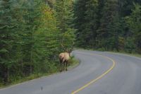 Wapiti Hirsch im Jasper Nationalpark