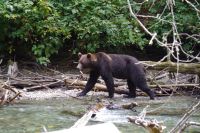 Grizzly Bär 9