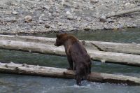 Grizzly Bär beim Lachsfang 5