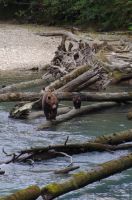 Grizzly Mutter und Jungtier 3