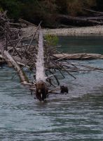 Grizzly Mutter und Jungtier auf Lachsjagd 3