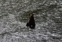 Grizzlybär auf Lachsjagd 4