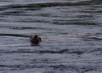 Seelöwe beim optionalen Whale Watching 3