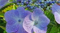 Herrliche Tellerhortensie im Privatgarten von Mrs Binnie auf Jersey