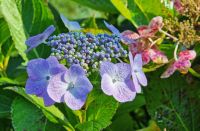 Herrliche Tellerhortensie im Privatgarten von Mrs Binnie auf Jersey