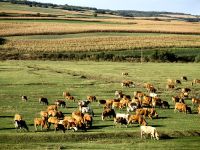 Friedlich weiden die Kühe auf den Wiesen um Bazna