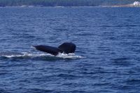 Buckelwal bei Walbeobachtung, Victoria 7.JPG