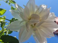 Im Privatgarten von Mr. Miles - Gartentour auf Jersey