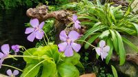Orchideen-Ausstellung Eric Young Orchid Foundation