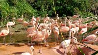 Ein Besuch im Jersey Zoo.