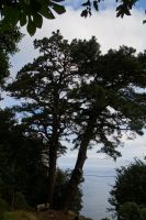 Lorbeerbäume und Kiefern über der Biskaya