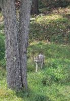 114 Koyoten im Omega Park