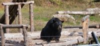 118 Schwarzbär