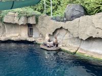 18. Reisetag – Ausflug nach North Vancouver & Aquarium – Vancouver Aquarium – Seelöwen