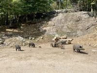 4. Reisetag – Von Québec nach Ottawa – Fahrt durch den Omega-Wildpark – Wildschweine