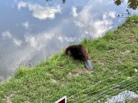 4. Reisetag – Von Québec nach Ottawa – Fahrt durch den Omega-Wildpark – Biber