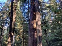 15. Reisetag – Tofino & Pacific Rim National Park – Spaziergang durch den Regenwald