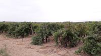Weinreben