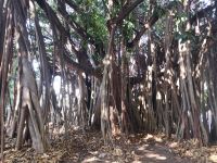 Palm Cove Beach