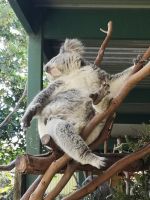 Wildlife Park bei Sydney