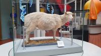 Dolly im Edinburh National Museum 20230822_123832.jpg