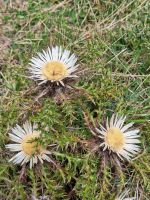 282 Auf der Rigi - Silberdisteln