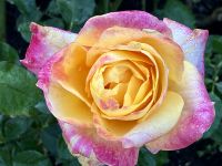 Im Rosengarten