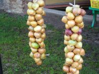 auf dem „Zwiebelweg“: Rundgang in Kolkja