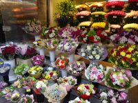 Tallinn: Blumen an der Stadtmauer