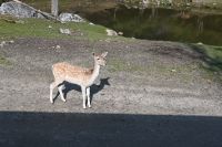 Ost-Kanada & USA - Montebello - Omega Park (3)