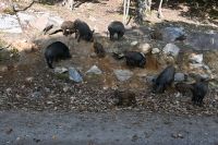 Ost-Kanada & USA - Montebello - Omega Park (5)