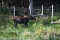 Ost-Kanada & USA - Montebello - Omega Park (7)