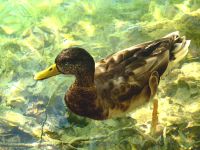 Eine Ente bettelt um Brot, Plitvice