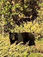 Begeisterung - ein Bär.jpeg