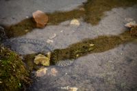 032 NP Krka, Tigernatter