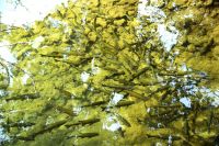 035 NP Krka, Forellen