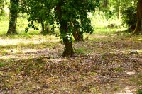 039 NP Krka, Alpenveilchen