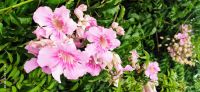 281 Halbinsel Peljesac, Veliki Ston, Rosa Tropetenwein