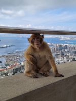 Gibraltar: Berberaffen